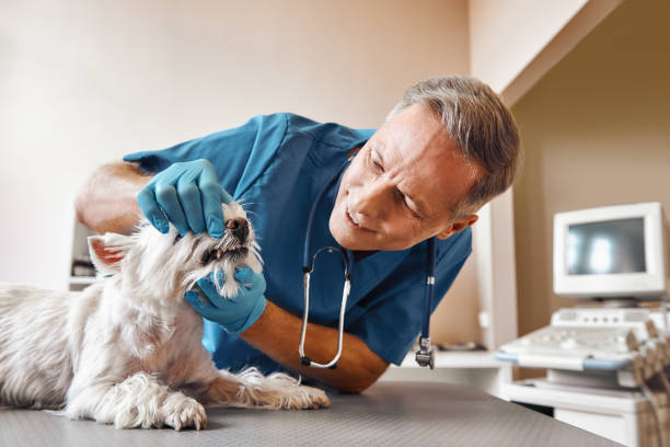 Best Emergency Treatment for Oral Infections in Zeeland, MI